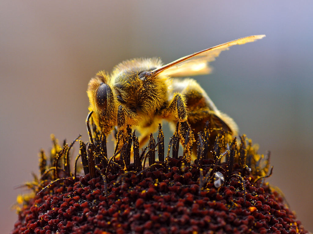 「ハチ撃退スプレーダブルジェット」：暑さに負けない、熱中症とハチからの強力な守り手